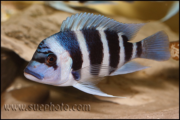 Cyphotilapia gibberosa 'Musenga'